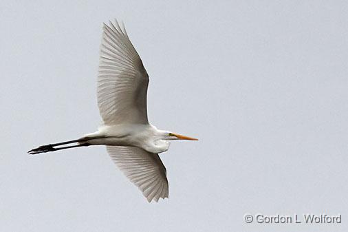 Egret In Flight_25890.jpg - Great Egret (Ardea alba) photographed at Ottawa, Ontario, Canada.